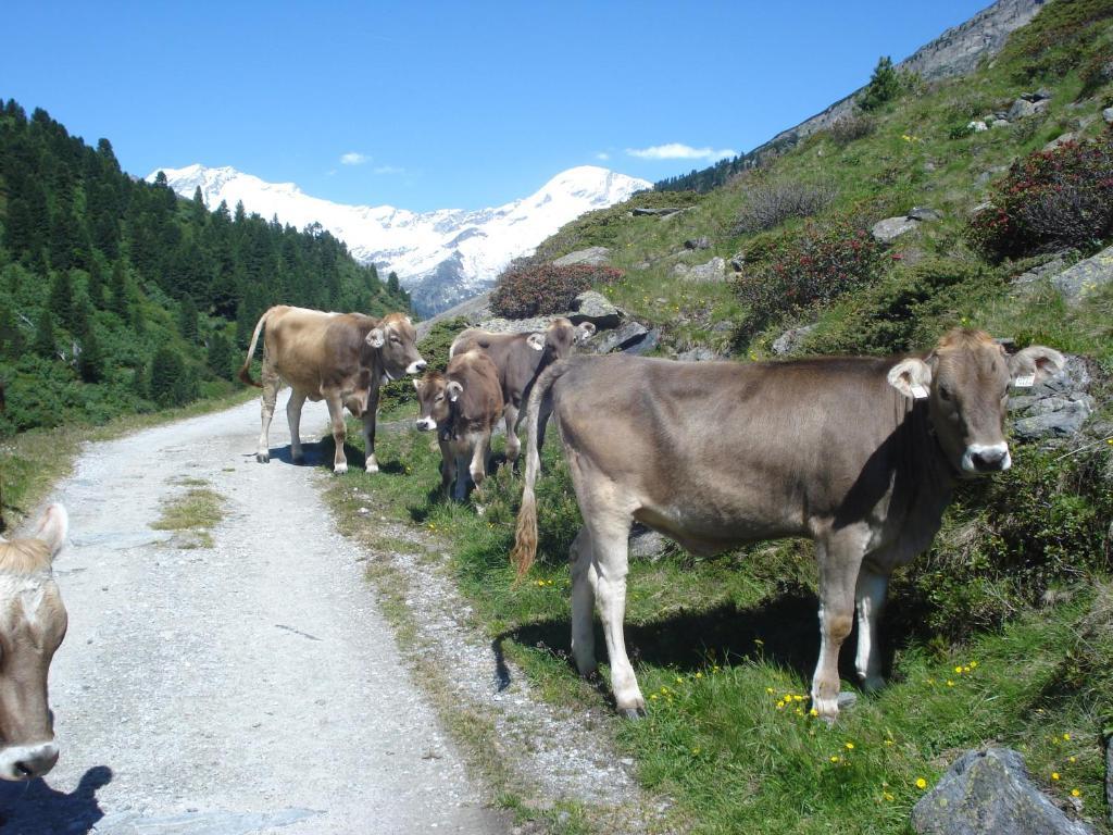 Gastehaus Rieser Hotel Ried im Zillertal Esterno foto